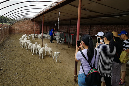 參觀基礎(chǔ)母羊繁育基地現(xiàn)場(chǎng)_副本.jpg